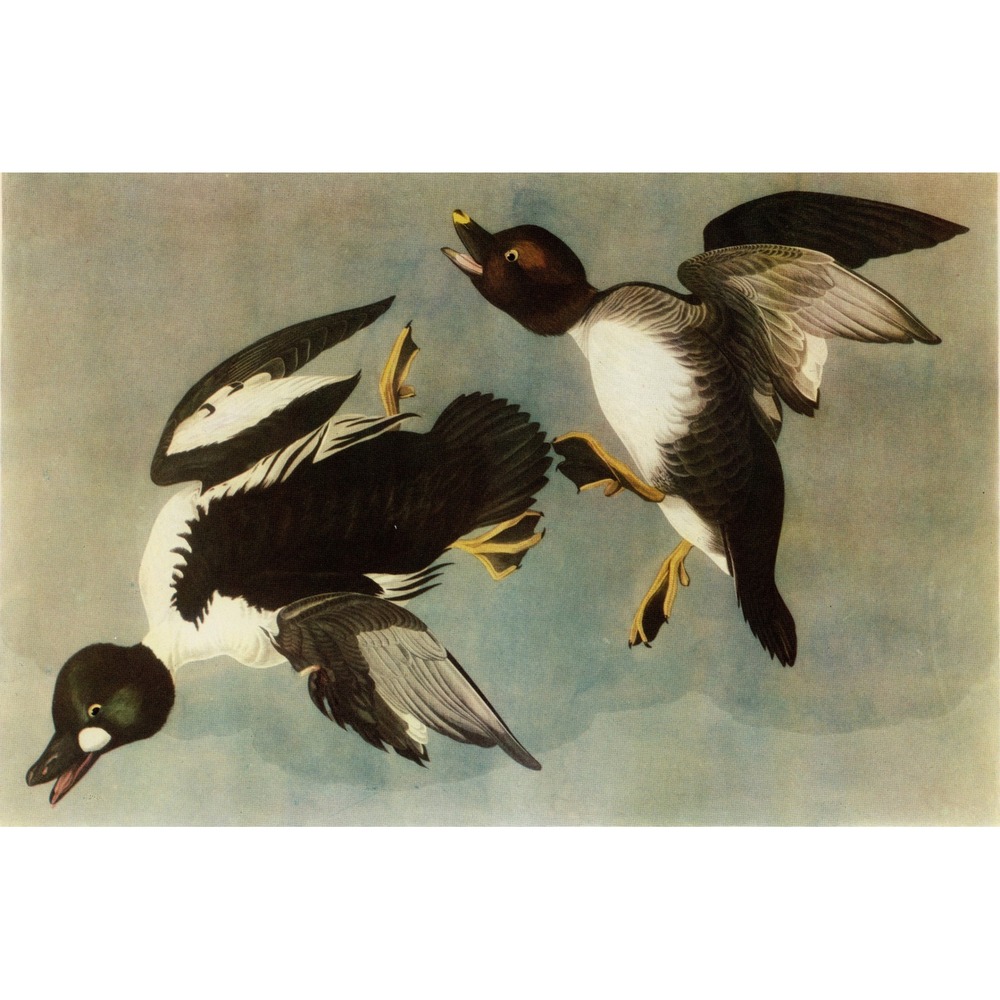 Vtg 1941 Audubon American Goldeneye Duck Bird Art Print Wildlife Illustration